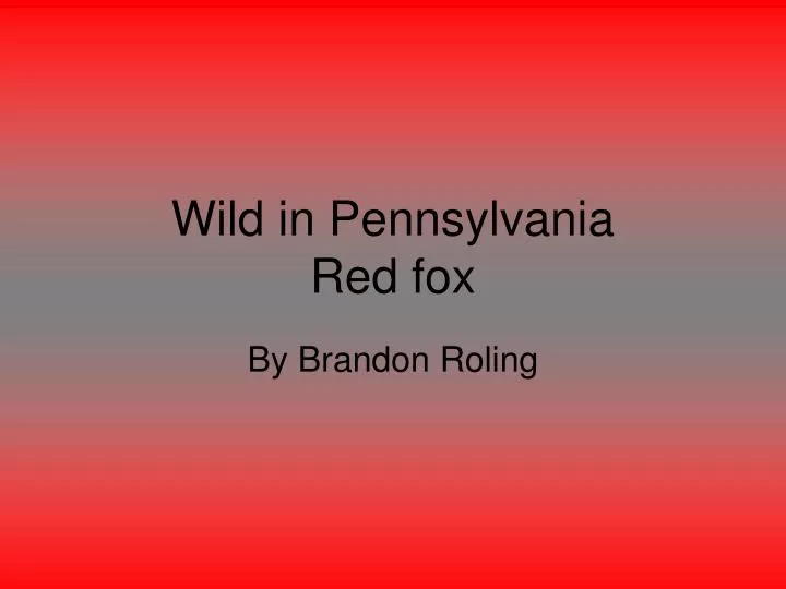 wild in pennsylvania red fox