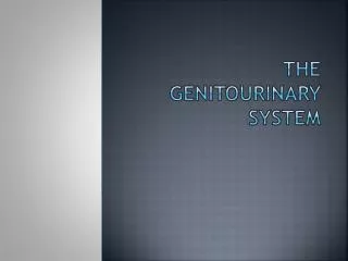 THE GENITOURINARY SYSTEM