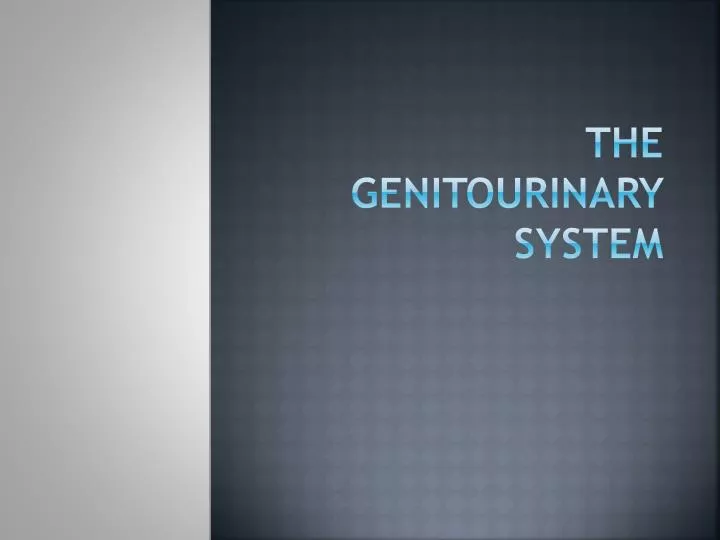 the genitourinary system