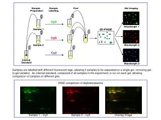 DIGE comparison of depleted plasma