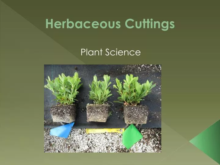herbaceous cuttings