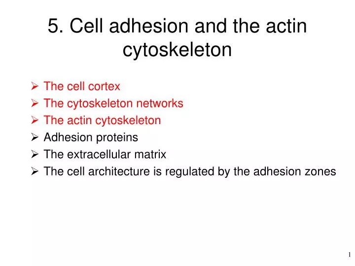 5 cell adhesion and the actin cytoskeleton