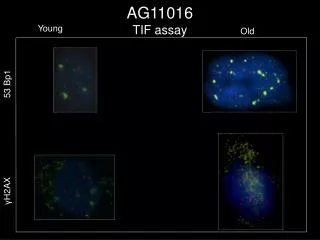 AG11016 TIF assay