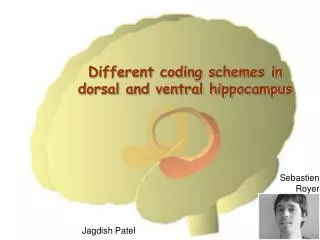 Different coding schemes in dorsal and ventral hippocampus