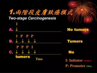 1. ????????? Two-stage Carcinogenesis