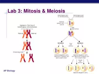 Lab 3: Mitosis &amp; Meiosis