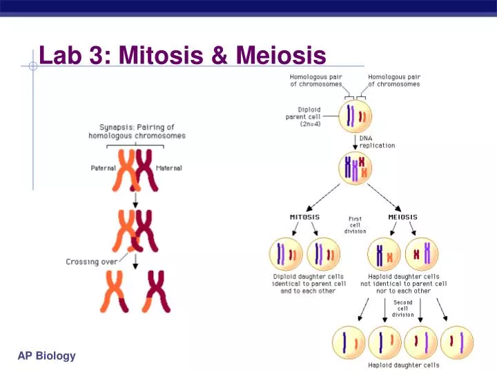 lab 3 mitosis meiosis