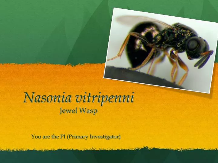 nasonia vitripenni jewel wasp