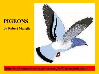 PIGEONS By Robert Mangile