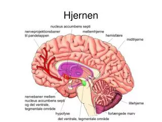 hjernen