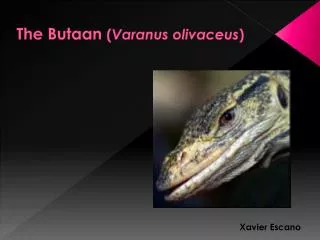 The Butaan ( Varanus olivaceus )