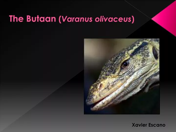 the butaan varanus olivaceus