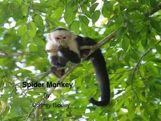 Spider Monkey By: 	Cortney Bickley