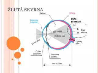 lut skvrna
