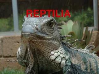 reptilia