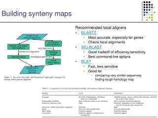 Building synteny maps