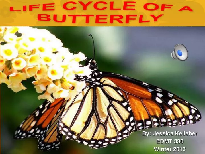 life cycle of a butterfly