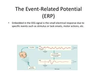 The Event-Related Potential (ERP)