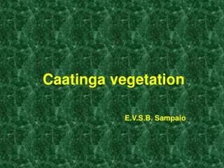 Caatinga vegetation