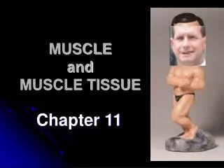 muscle and muscle tissue