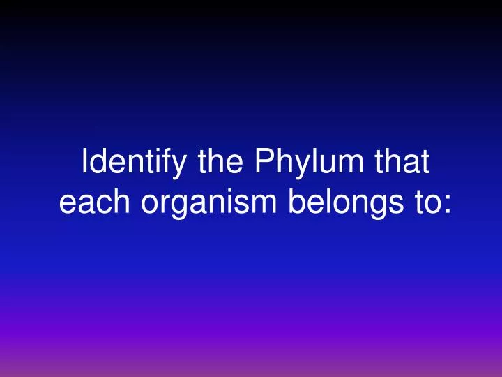 identify the phylum that each organism belongs to