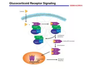 Glucocorticoid Receptor Signaling