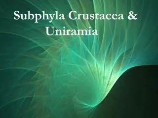 Subphyla Crustacea &amp; 		Uniramia