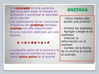 enzimas