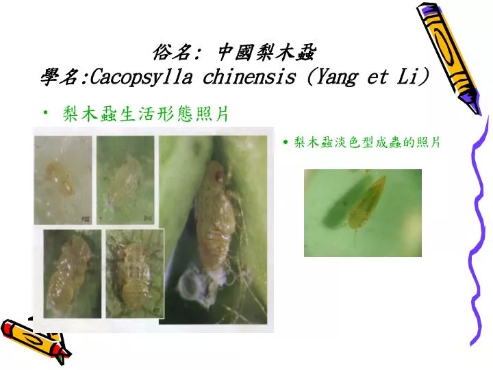 cacopsylla chinensis yang et li