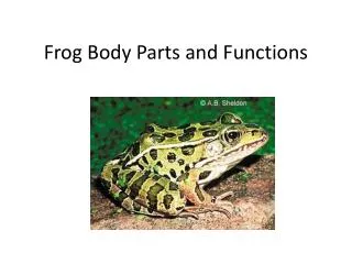frog body parts and functions
