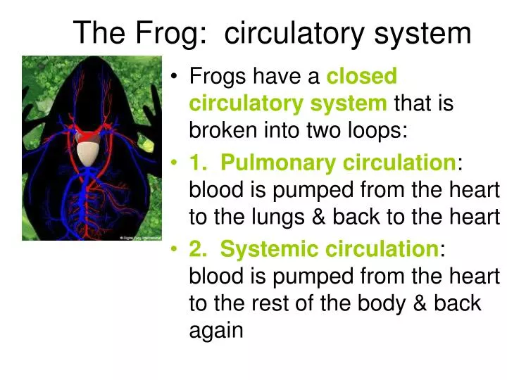 the frog circulatory system