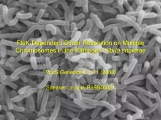FtsK-Dependent Dimer Resolution on Multiple Chromosomes in the Pathogen Vibrio cholerae