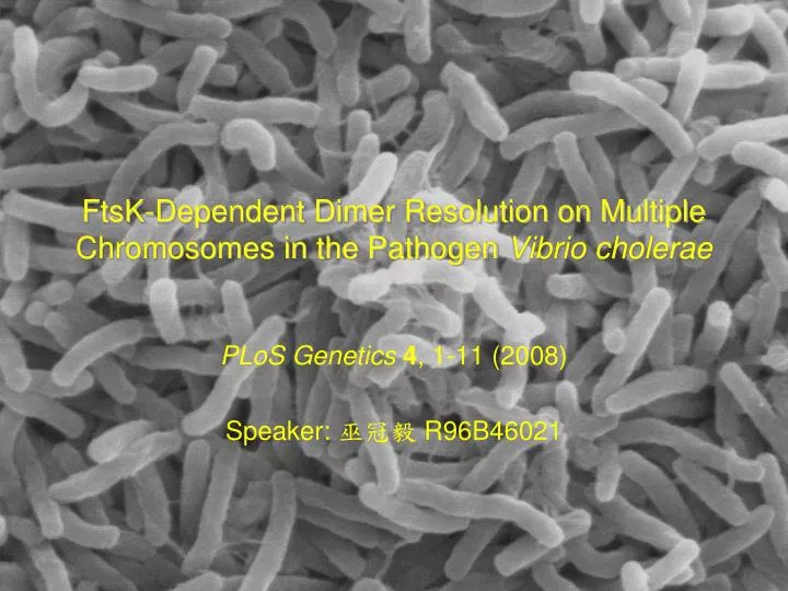 ftsk dependent dimer resolution on multiple chromosomes in the pathogen vibrio cholerae