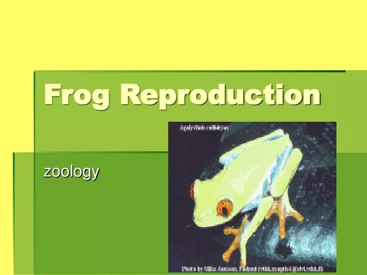 frog reproduction