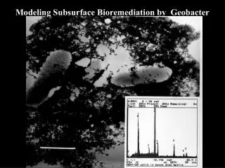 Modeling Subsurface Bioremediation by Geobacter