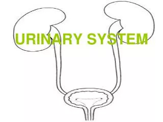urinary system