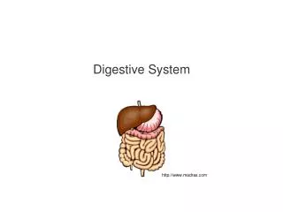 Digestive System