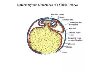 Extraembryonic Membranes of a Chick Embryo
