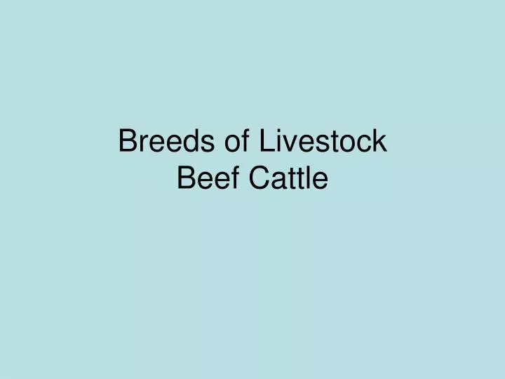 breeds of livestock beef cattle