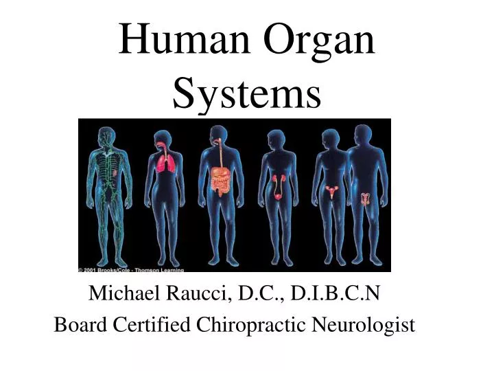 human organ systems