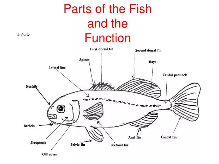 parts of the fish and the function