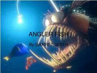 ANGLER FISH