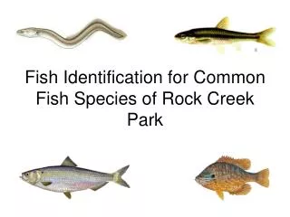 Fish Identification for Common Fish Species of Rock Creek Park