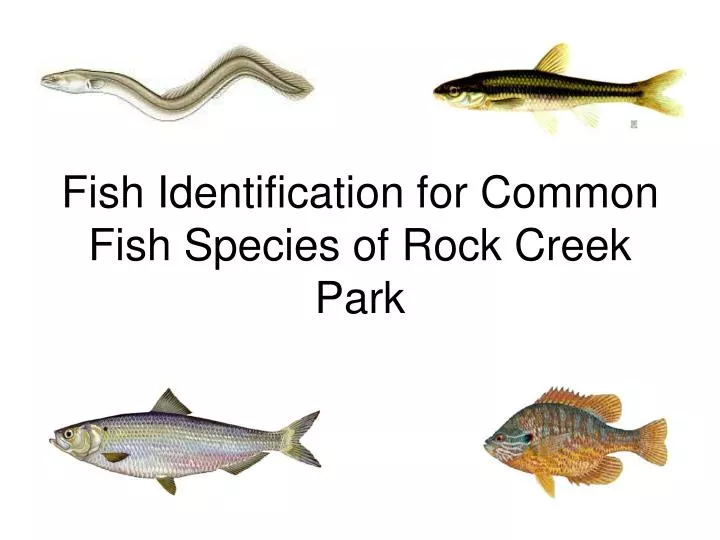PPT - Fish Identification for Common Fish Species of Rock Creek