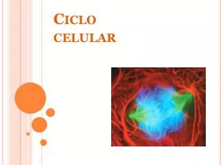 ciclo celular