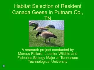 Habitat Selection of Resident Canada Geese in Putnam Co., TN