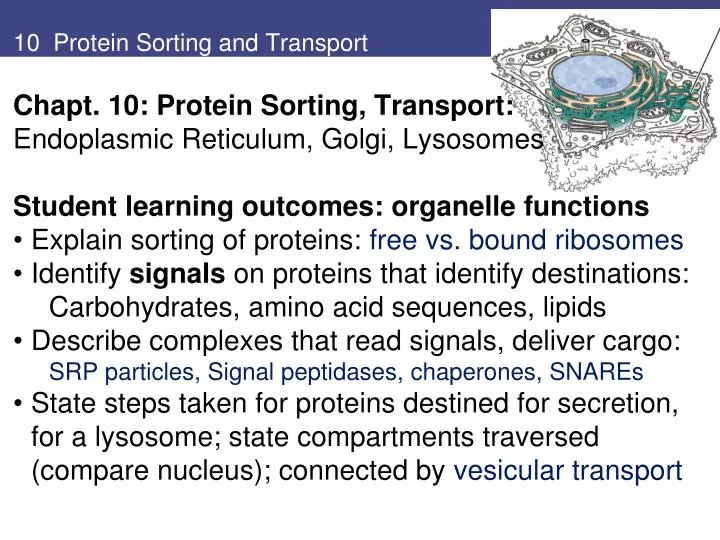 10 protein sorting and transport