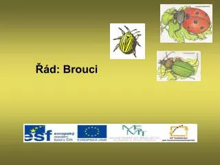 d brouci