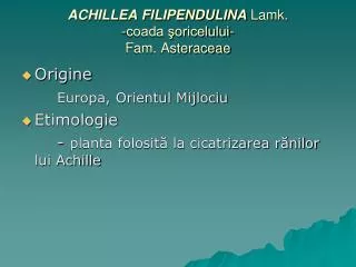 ACHILLEA FILIPENDULINA Lamk. -coada şoricelului- Fam. Asteraceae