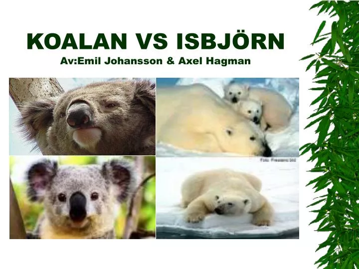 koalan vs isbj rn av emil johansson axel hagman